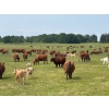 Image 11 : Franklin Cattle Co. - 650# November Delivery Steer Calves - 275 Head (Marwayne, AB)