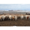 Image 1 : Lowe Ranches - 584# December Delivery Weaned Heifers - 92 Head (Nanton, AB)