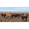 Image 3 : Ripple Rock Ranch - 765# June Delivery Heifers - 100 Head (Fincastle, AB)