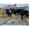 Image 3 : Fox Cattle Co. - 8 Bred Heifers (Pen 507)