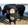 Image 19 : Gerald Retzlaff - 25 Black Angus/Black Angus X Bred Heifers (Fairlight, SK)