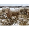 Image 4 : Westview Cattle Co. - 750# March Delivery Steers - 75 Head (Consort, AB)