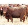 Image 2 : A&A Farms - 25 Red Replacement Heifers (Coaldale, AB)