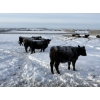 Image 3 : 6U Cattle Company - 1050# January Delivery Open Heifers - 46 Head (Manning, AB)