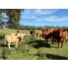 Image 5 : Reilly Lake Ranching - 930# February Delivery Weaned Steers - 65 Head (Lloydminster, AB)