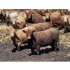 Image 3 : Lesher Lane Enterprises - 910# June/July Delivery Heifers - 204 Head (Lacombe, AB)