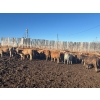 Image 2 : Vee Tee Feeders  - 875# March Delivery Heifers - 130 Head (Lloydminster, AB) 