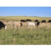 Image 10 : Farming Valley Ranch (Ben Tateson) - 540# November Delivery Heifer Calves - 100 Head (Cereal, AB)