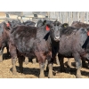 Image 6 : 9X Enterprises - 20 Black Simm/Angus X Replacement Heifers (Millicent, AB)