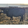 Image 4 : Culligan Ranches (Ryan Culligan) -  1 BBF Cow (Pen 526)