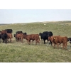 Image 3 : Garvin Kostal - 625# November Delivery Steer Calves - 95 Head (Spring Valley, SK)