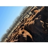 Image 9 : Mayfield Ranching - 570# October Delivery Heifer Calves - 50 Head (Etzicom, AB)