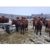 Image 6 : Patzer Ranch Ltd. - 715# December Delivery Weaned Steers - 70 Head (Waldek, SK) VBP+