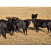Image 3 : Creekstone Ranching (Tracey Pierson) - 5 BLK Heifers (Pen 333-335)