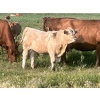 Image 2 : Rumohr Ranching Partnership/Cophill Cattle Ltd - 625# November Steer Calves - 95 Head (Sedalia, AB)