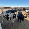 Image 2 : Idaho Dairies/Ranches - 44 Mixed (Burley, ID)