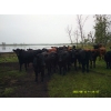 Image 2 : Tony Groenewoud - 1050# September Delivery Grass Steers - 100 Head (Turtleford, SK)