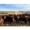 Image 7 : South Ridge Simmentals - 680# Jan/Feb Delivery Heifers - 90 Head (Monarch, AB)
