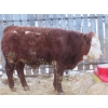 Image 6 : Ranahan Ranch - 945# February Delivery Yearling Steers - 14 Head (Wapella, SK)