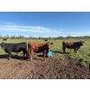 Image 3 : Avos Farms - 940# October Delivery Grass Heifers - 120 Head (MacKay, AB)