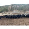 Image 3 : Frolek Cattle Co. - 635# March/April Delivery Heifers - 150 Head (Knutsford, BC)