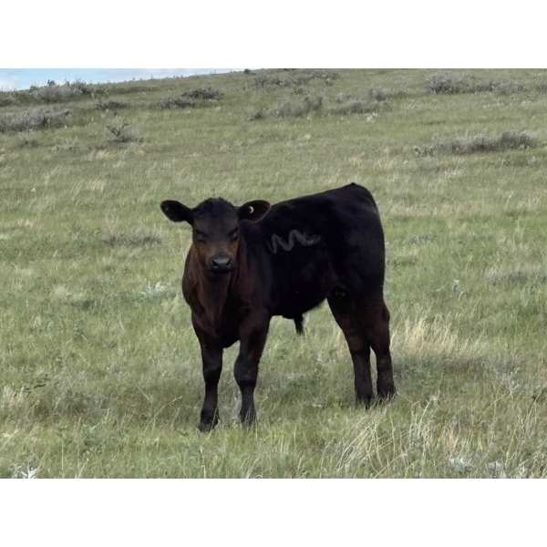 Linthicum Ranch - 550# October Delivery Steer Calves - 110 Head (Glentworth, SK)