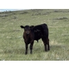 Image 1 : Linthicum Ranch - 550# October Delivery Steer Calves - 110 Head (Glentworth, SK)