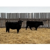 Image 4 : Francis Dyck - 630# February Delivery Heifers - 73 Head (Swift Current, SK)