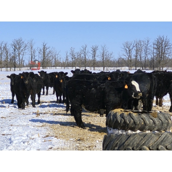 7L Ranch - 905# March Delivery Steers - 67 Head (Lakeland, MB) VBP+