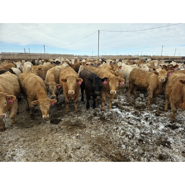 Cattlewood Farms Ltd. - 845# March Delivery Heifers - 76 Head (Vauxhall, AB)
