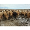 Image 1 : Cattlewood Farms Ltd. - 845# March Delivery Heifers - 76 Head (Vauxhall, AB)
