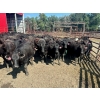 Image 3 : Turtleview Livestock - 870# September Delivery Grass Heifers - 68 Head (Goodlands, MB) VBP+