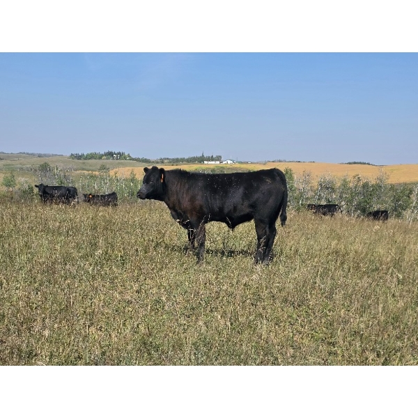 Twin Arrows Ranch - 585# October Delivery Steer Calves - 105 Head (Erskine, AB)