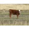 Image 10 : Evans Family (Gary, Carla & Keith) - 585# November Delivery Heifer Calves - 85 Head (Bassano, AB)