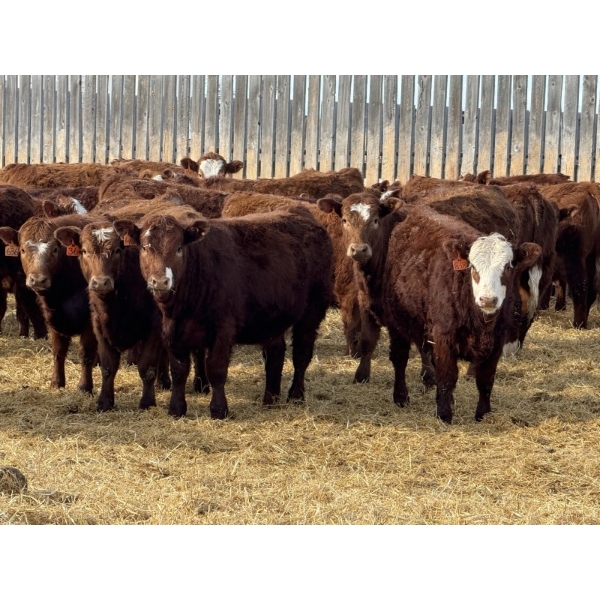Jordan Livestock - 28 Red/RBF Simm-Angus Replacement Heifers (Rimbey, AB)