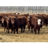 Image 1 : Jordan Livestock - 28 Red/RBF Simm-Angus Replacement Heifers (Rimbey, AB)