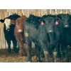 Image 8 : Sturgeon River Ranch - 675# March Delivery Steers - 90 Head (Rockyford, AB)