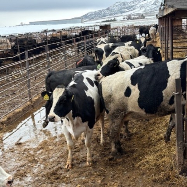 Idaho Dairies/Ranches - 22 Cows (Burley, ID)