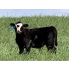 Image 3 : Clarence Koots - 510# November Delivery Steer Calves - 115 Head (Eckville, AB)