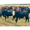 Image 11 : Valley View Ranch - 945# September Delivery Grass Heifers - 58 Head (Strathmore, AB)