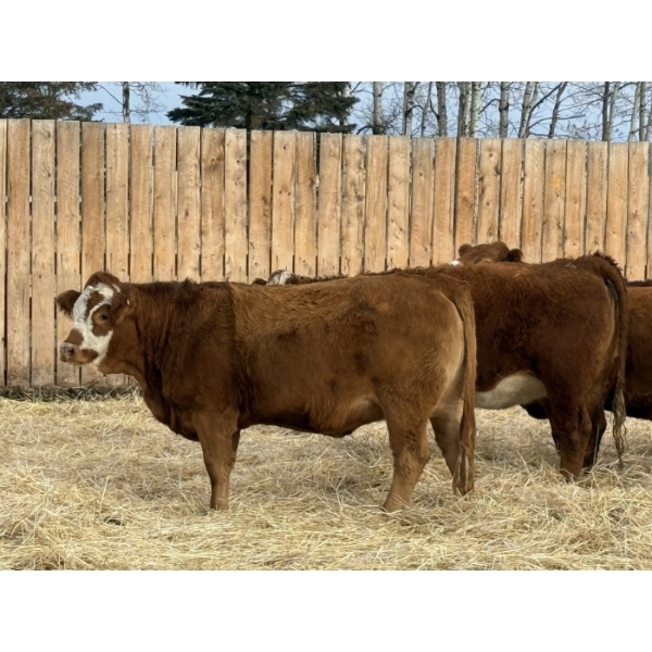 Marcinek Cattle Company - 6 RBF Simm/Angus X Bred Heifers (Condor, AB)