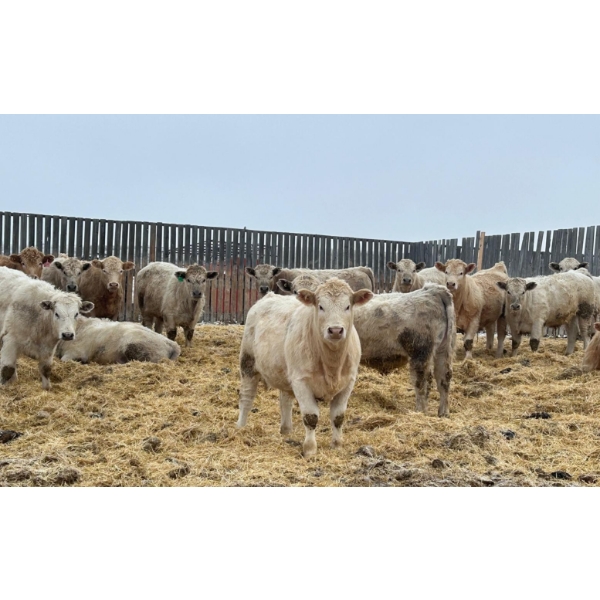 Cross Bar Ranch - 1050# April Delivery Steers - 54 Head (Consort, AB)