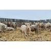 Image 1 : Cross Bar Ranch - 1050# April Delivery Steers - 54 Head (Consort, AB)