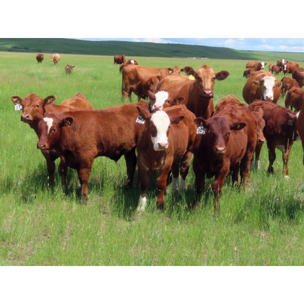 Huron Farming Co. - 800# December Delivery Weaned Steers - 152 Head (Brownlee, SK)