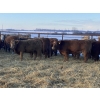 Image 4 : Kevin Szymanek - 875# February Weaned Steers - 70 Head (Stauffer, AB)