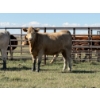 Image 6 : Glover Cattle Corp. - 1050# October Delivery Grass Heifers - 60 Head (Irricana, AB) VBP+