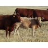 Image 5 : Twin Creek Colony - 540# November Heifer Calves - 50 Head (Lestock, SK)