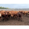Image 5 : French's Farm - 1025# October Delivery Steers - 180 Head (Kelwood, MB)