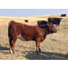 Image 6 : Niwa Ranching - 530# Heifer Calves - 65 Head (Acadia Valley, AB)