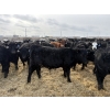 Image 5 : 9 Bar Ranch - 750# February Delivery Steers - 192 Head (Taber, AB) VBP+